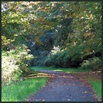 Olympia Woodland Trail, Olympia, WA.