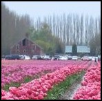 Tullip Fields outside Mount Vernon, WA.