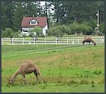 Camels grazing a local Southworth farm.